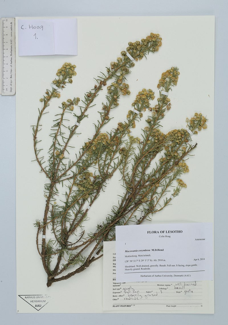 Arrowsmithia corymbosa photo 2