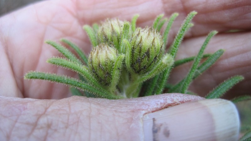 Arrowsmithia corymbosa photo 3