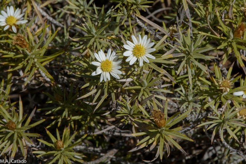 Arrowsmithia ericifolia