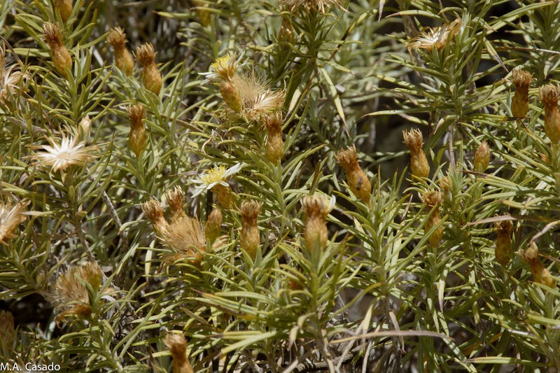 Arrowsmithia ericifolia photo 3