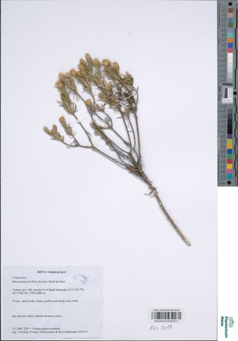 Arrowsmithia ericifolia