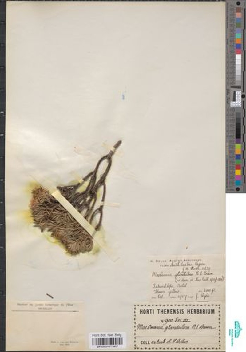 Arrowsmithia glandulosa photo 2