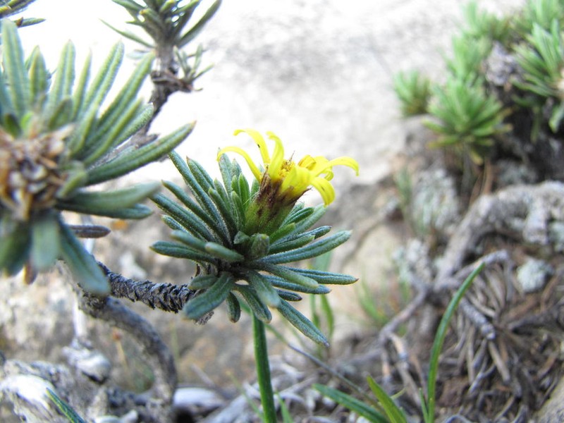 Arrowsmithia glandulosa