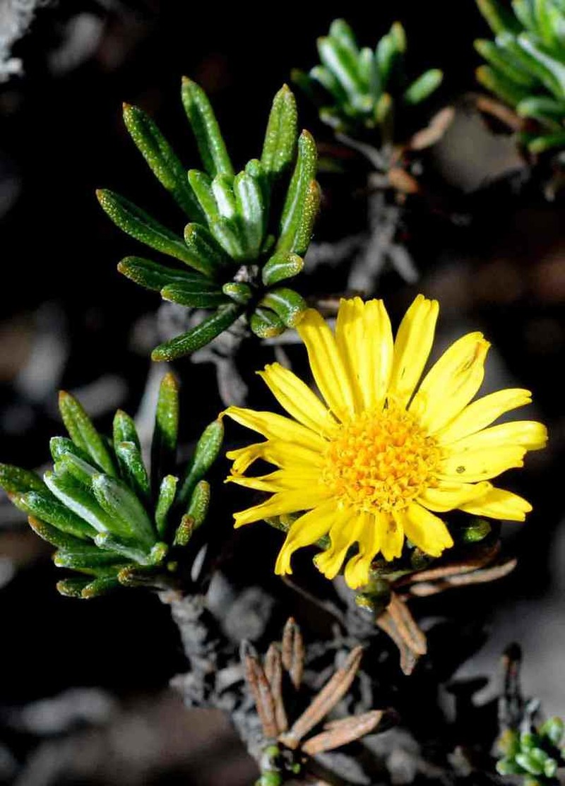 Arrowsmithia glandulosa photo 3