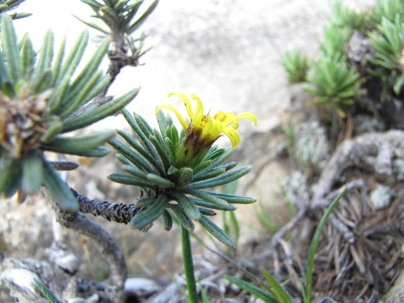 Arrowsmithia glandulosa photo 5