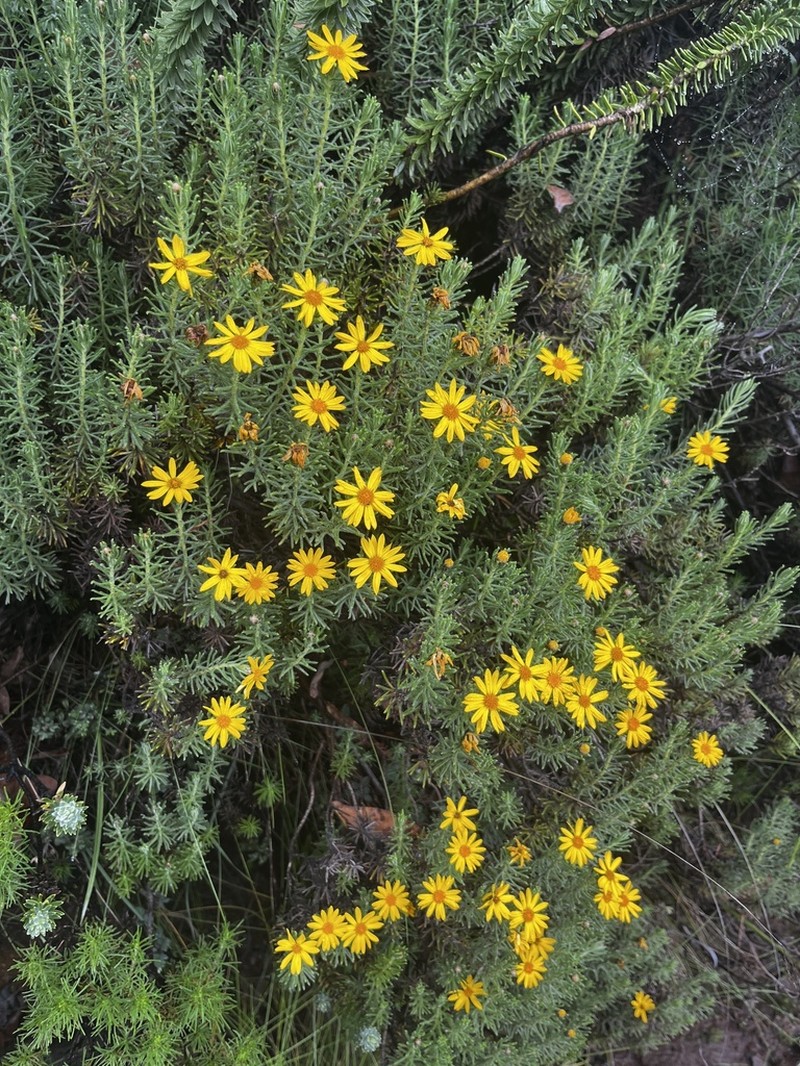 Arrowsmithia hamata