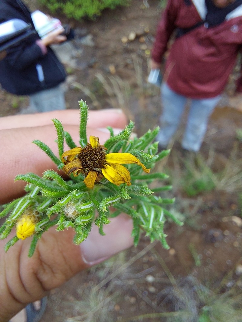 Arrowsmithia hamata photo 2