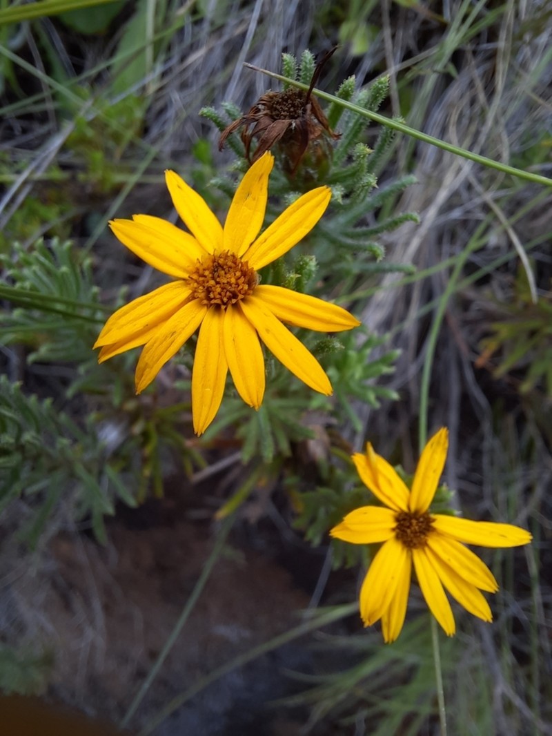 Arrowsmithia hamata photo 5