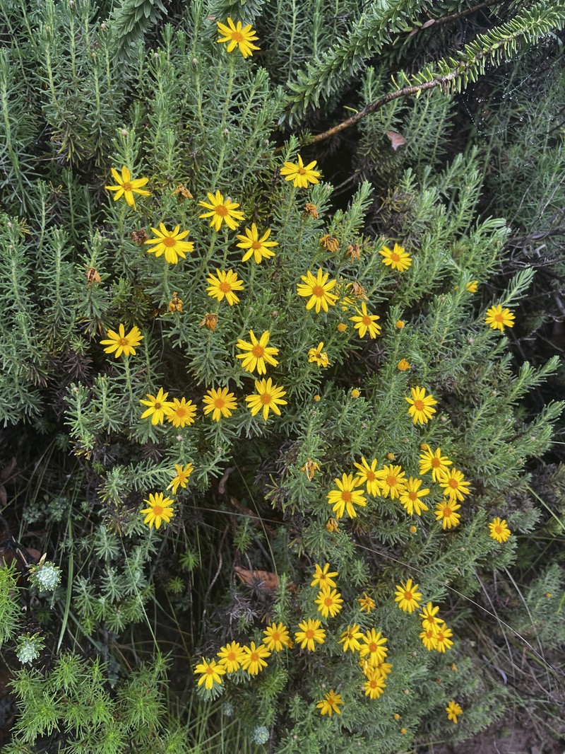 Arrowsmithia hamata photo 6