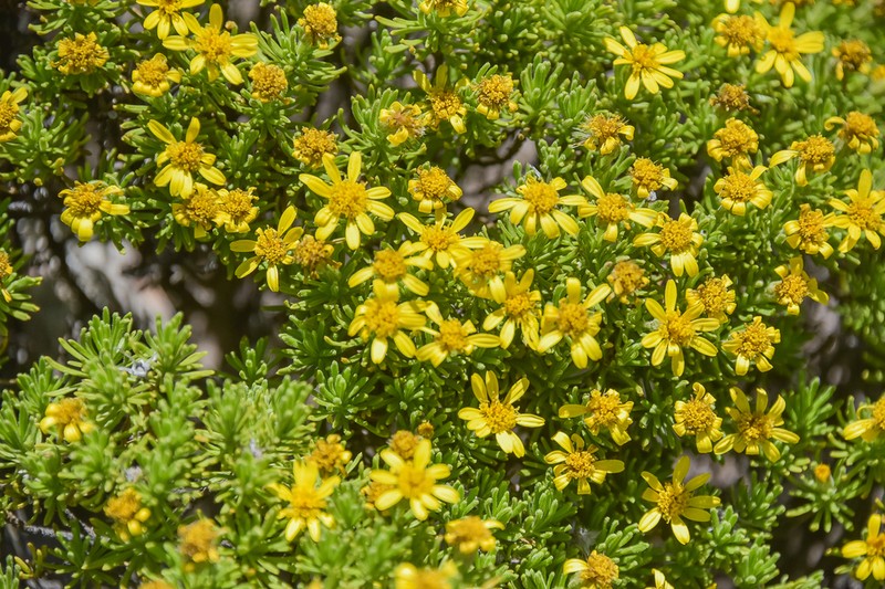 Arrowsmithia pulvinaris