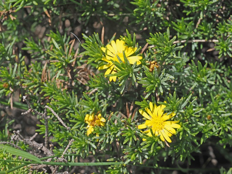 Arrowsmithia pulvinaris photo 2