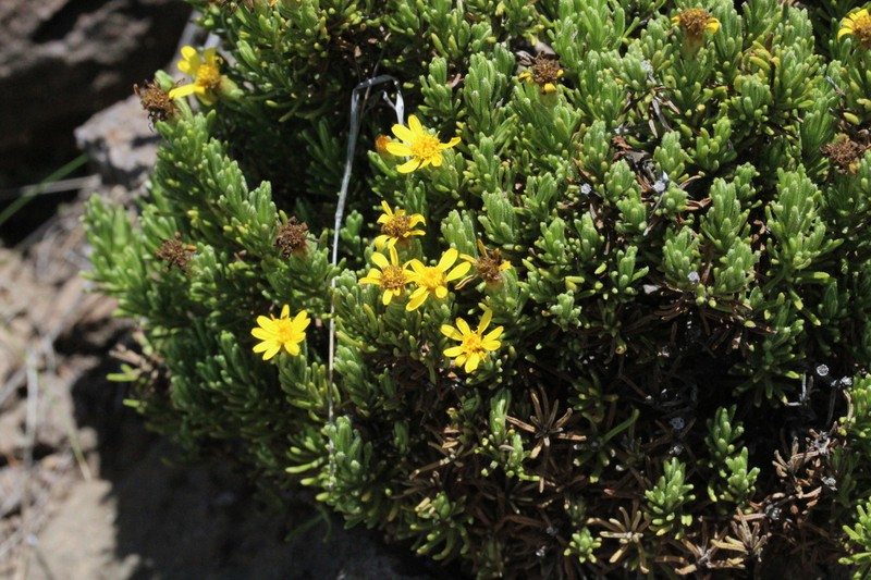 Arrowsmithia pulvinaris photo 3