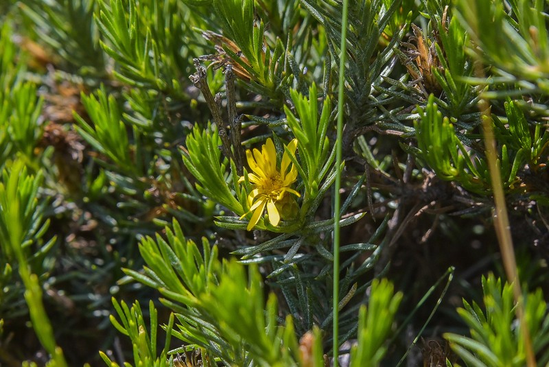 Arrowsmithia pulvinaris photo 4