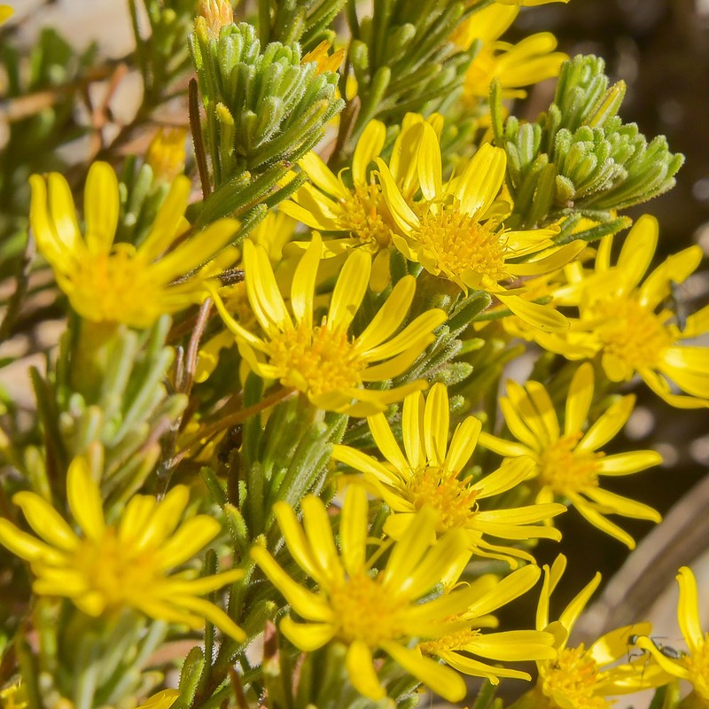 Arrowsmithia pulvinaris photo 6