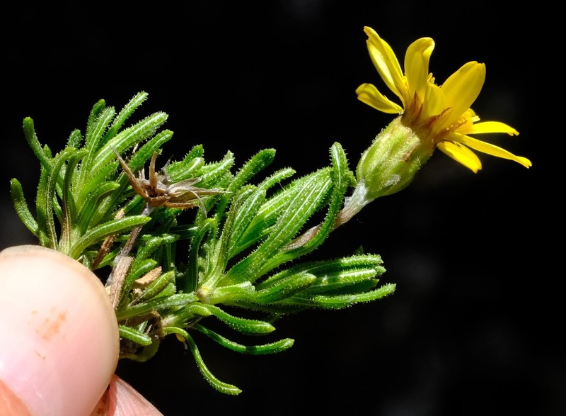 Arrowsmithia pulvinaris photo 8