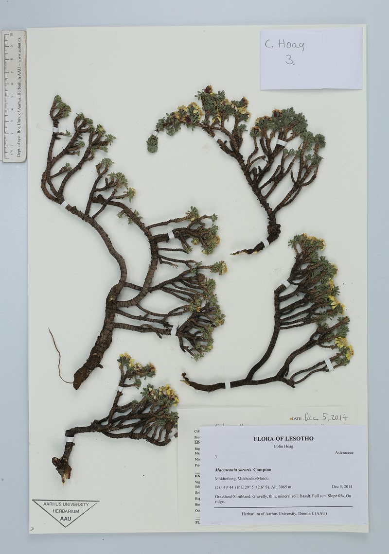 Arrowsmithia sororis photo 2