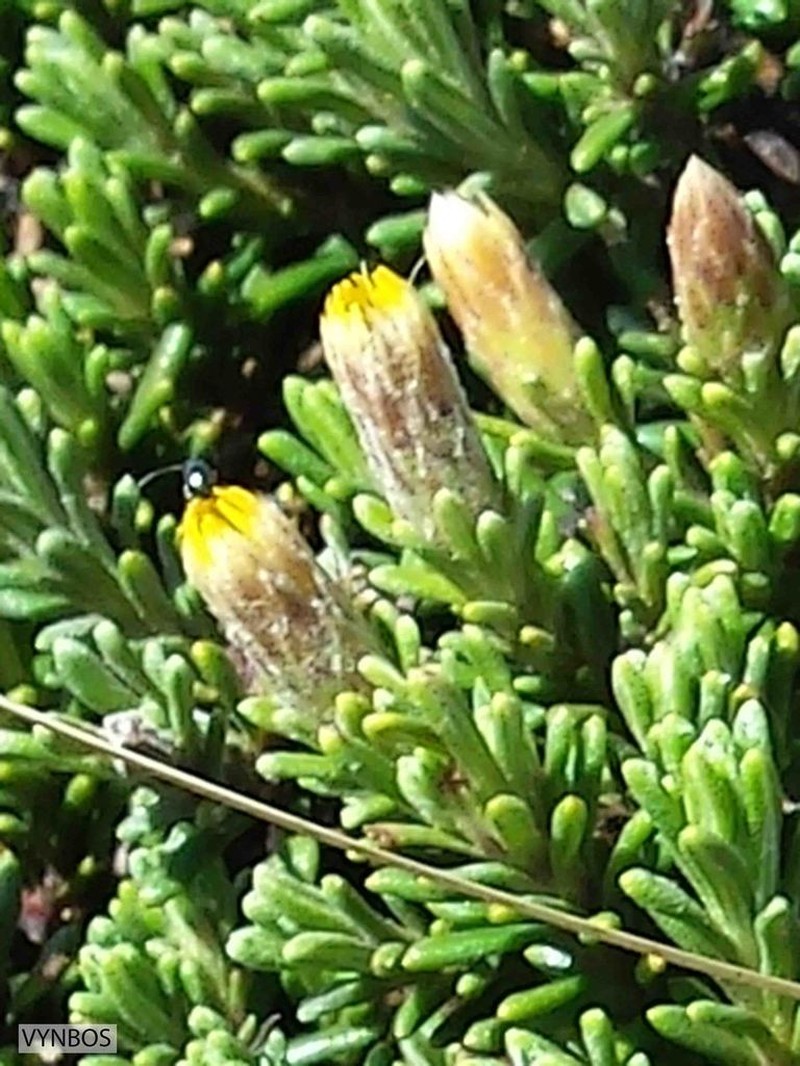 Arrowsmithia sororis