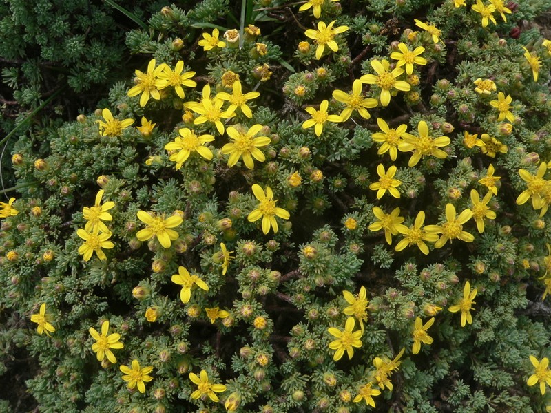Arrowsmithia sororis photo 4