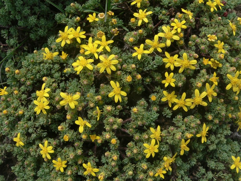 Arrowsmithia sororis photo 5