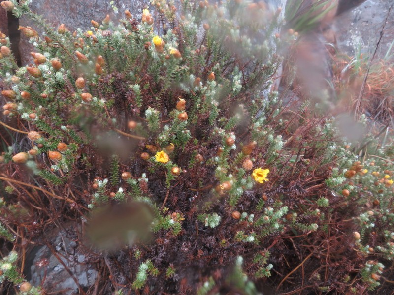 Arrowsmithia styphelioides photo 3