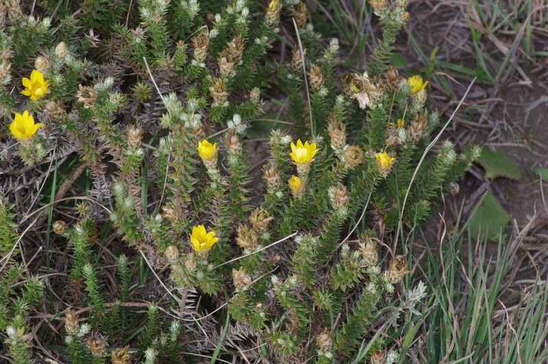 Arrowsmithia styphelioides photo 4