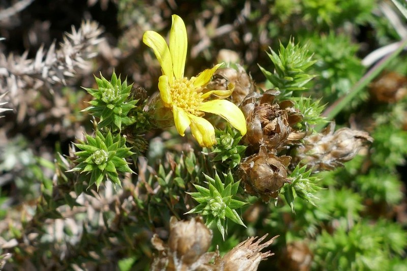 Arrowsmithia styphelioides photo 5