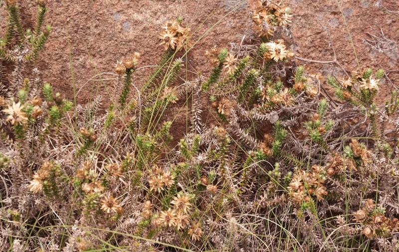 Arrowsmithia styphelioides photo 6