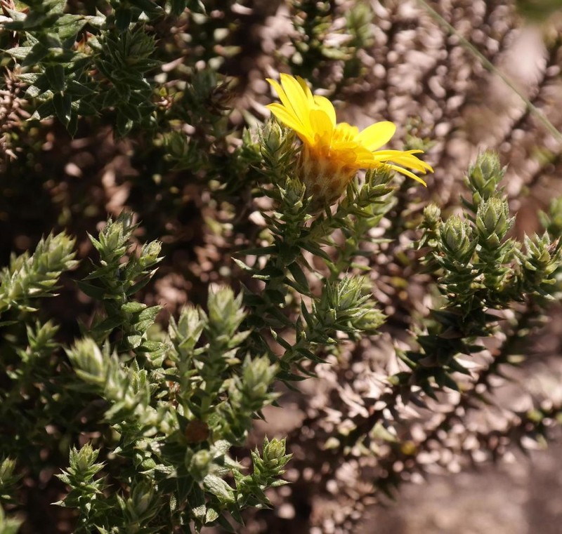 Arrowsmithia styphelioides photo 7