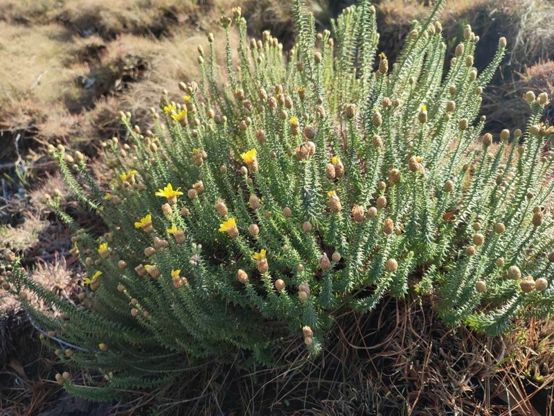 Arrowsmithia styphelioides photo 8