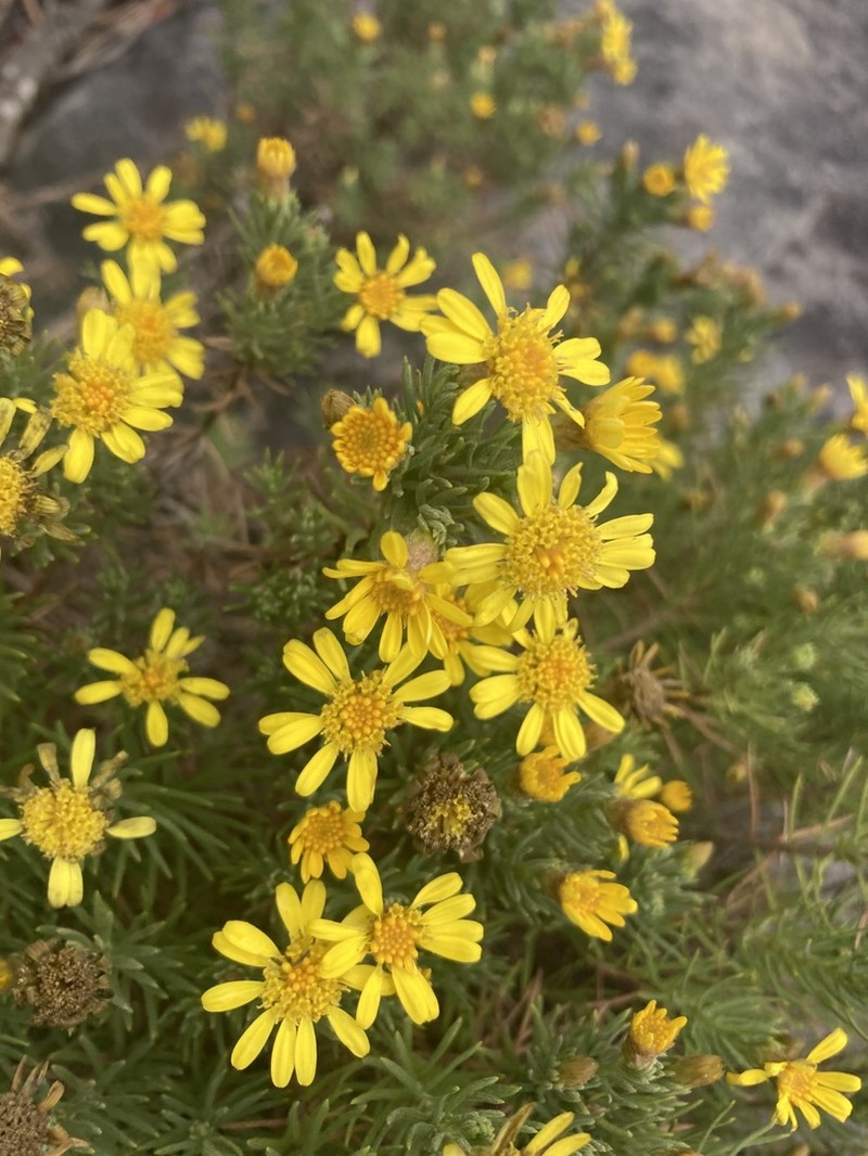 Arrowsmithia tenuifolia