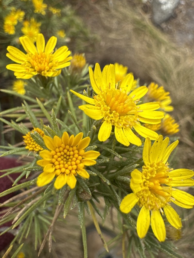 Arrowsmithia tenuifolia photo 2