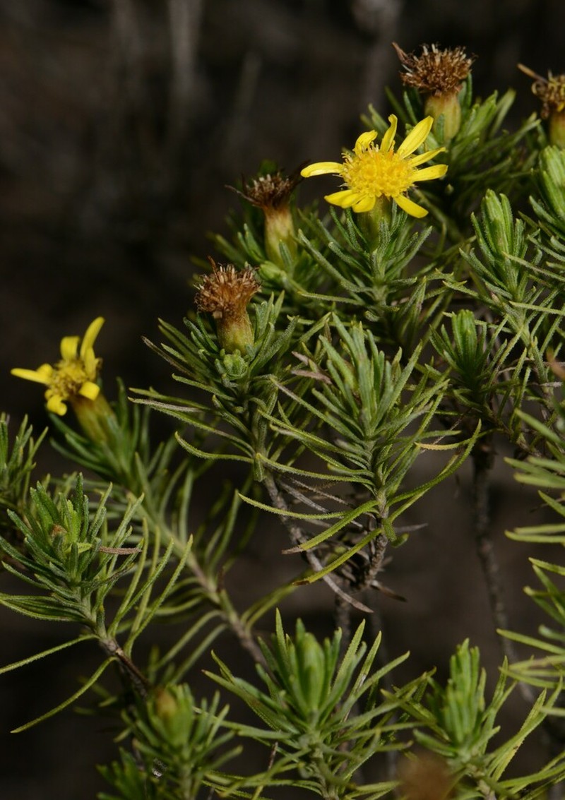 Arrowsmithia tenuifolia photo 3