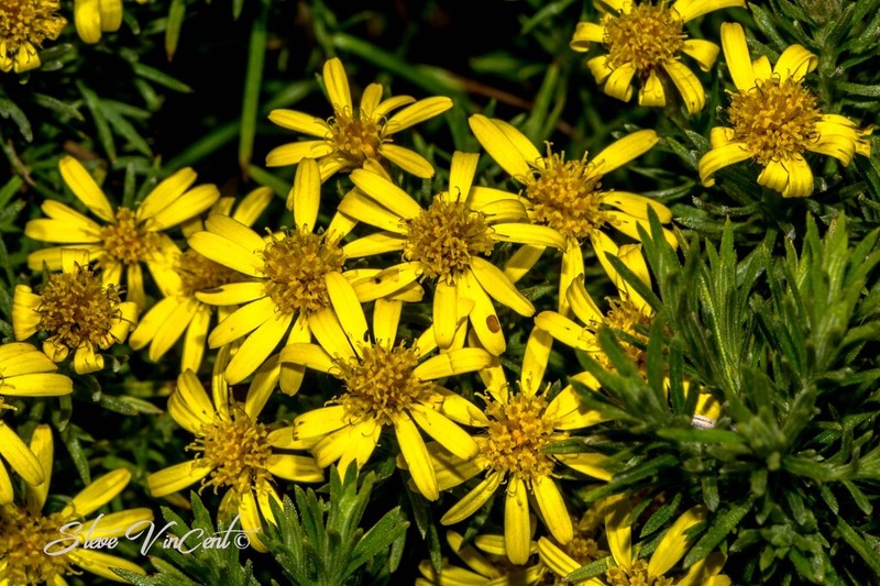 Arrowsmithia tenuifolia photo 4