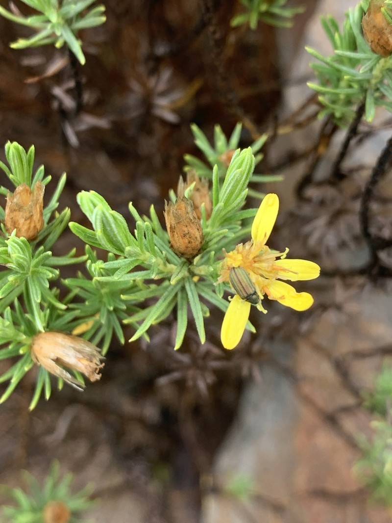 Arrowsmithia tenuifolia photo 5
