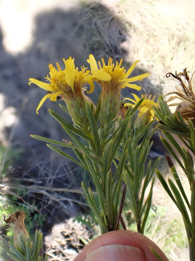 Arrowsmithia tenuifolia photo 6