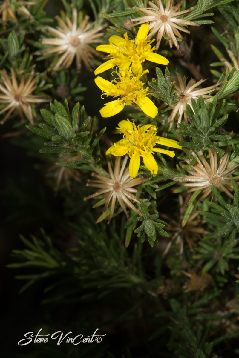 Arrowsmithia tenuifolia photo 7