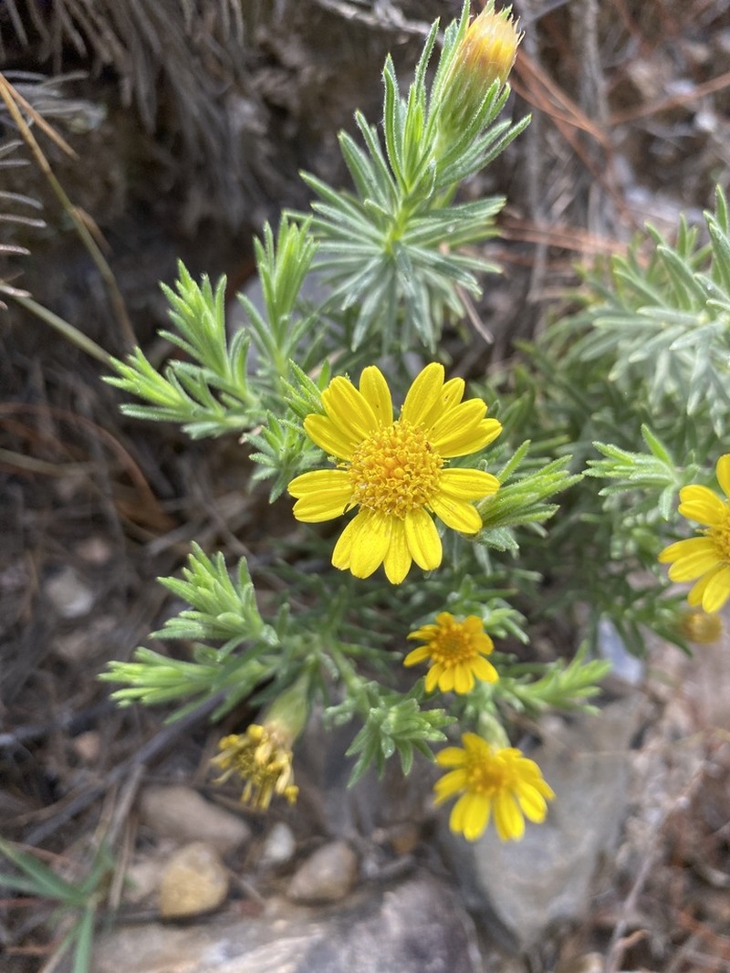 Arrowsmithia tenuifolia photo 8