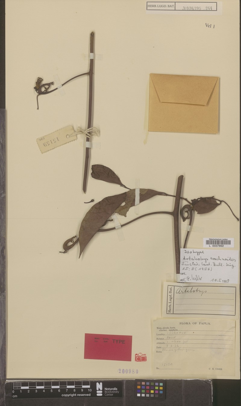 Artabotrys arachnoides