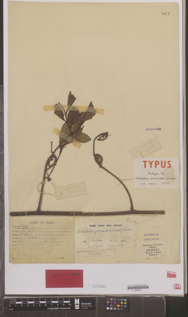 Artabotrys arachnoides photo 2