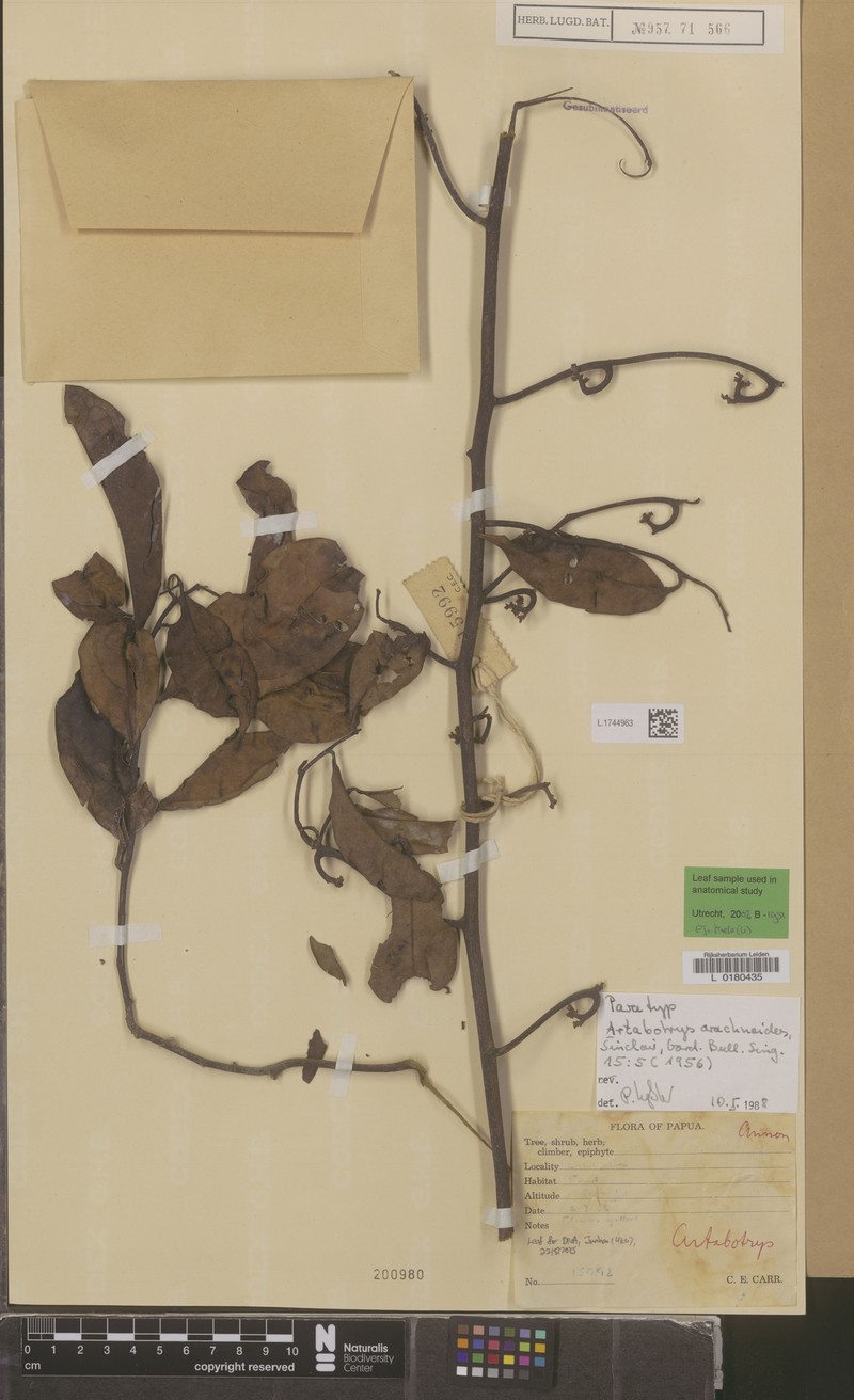 Artabotrys arachnoides photo 3
