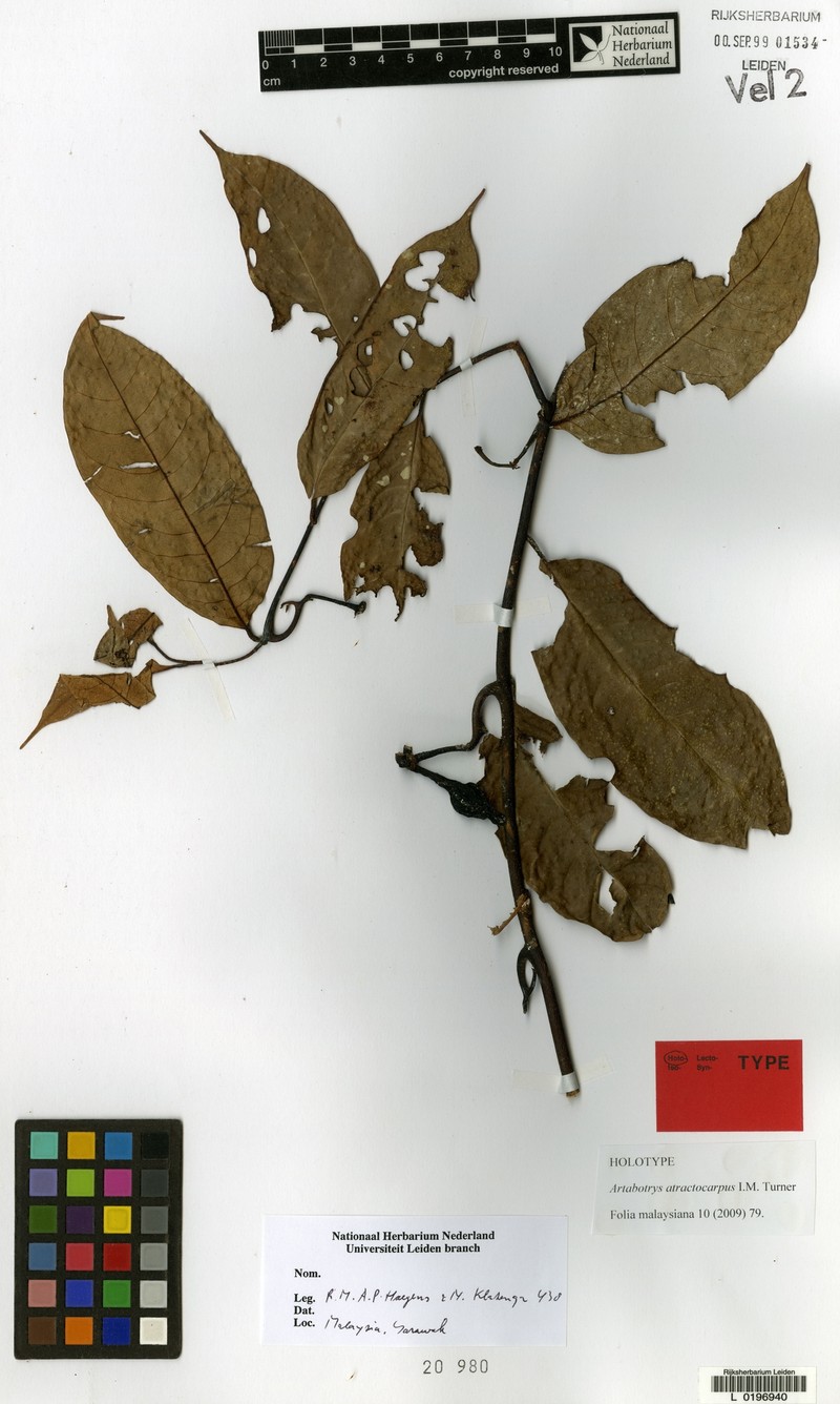 Artabotrys atractocarpus