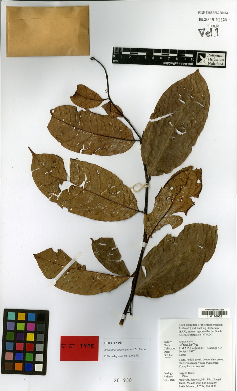 Artabotrys atractocarpus photo 2