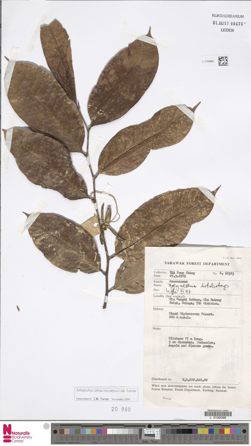 Artabotrys atractocarpus photo 3