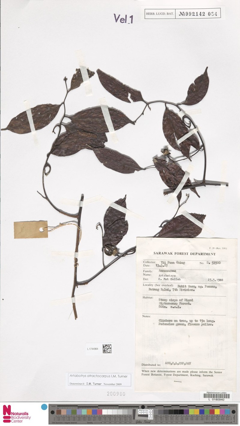 Artabotrys atractocarpus photo 4
