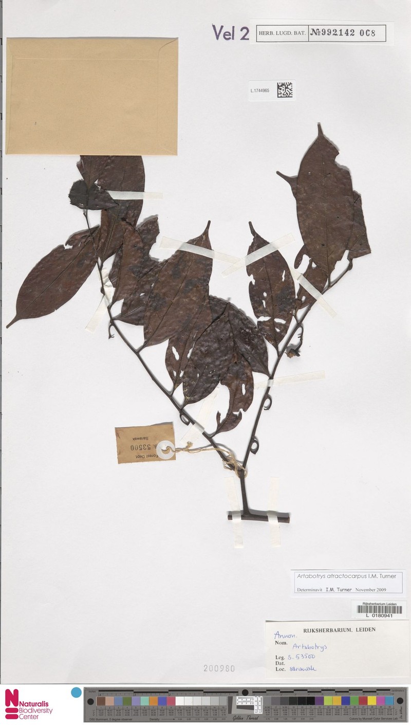Artabotrys atractocarpus photo 5