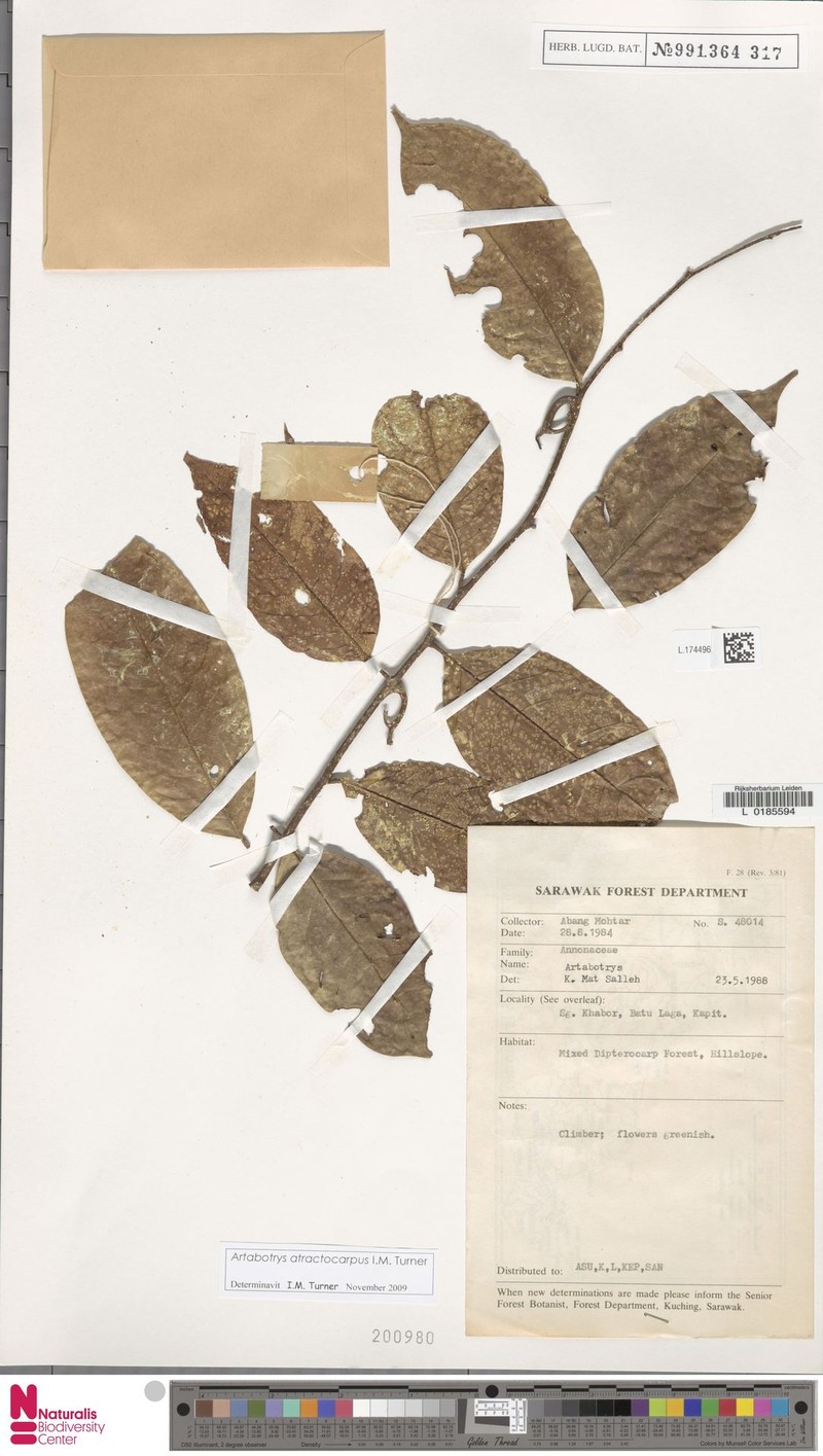 Artabotrys atractocarpus photo 6