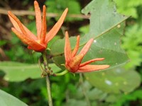 Artabotrys aurantiacus
