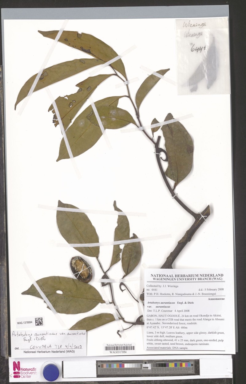 Artabotrys aurantiacus var. aurantiacus