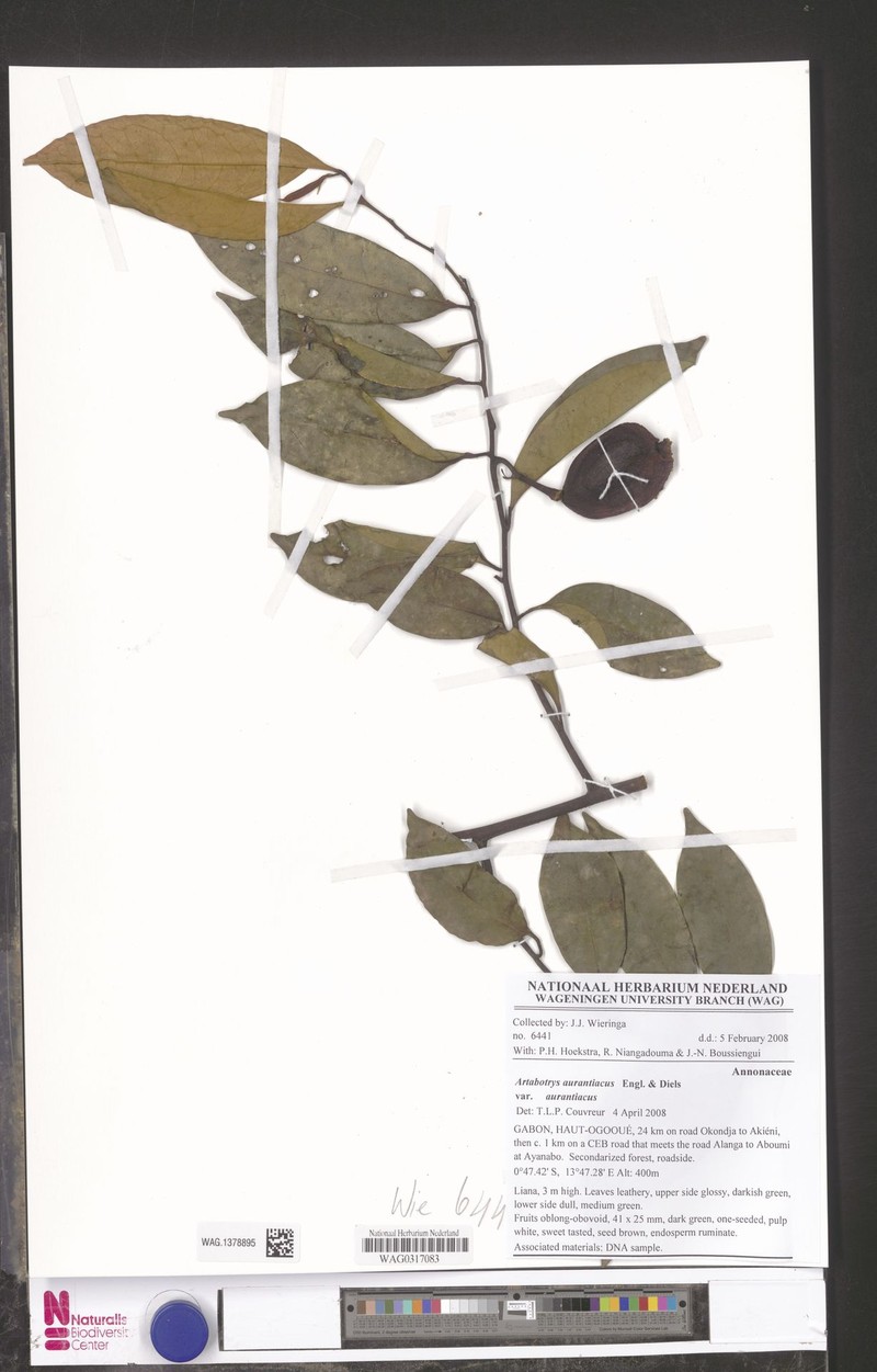 Artabotrys aurantiacus var. aurantiacus photo 2
