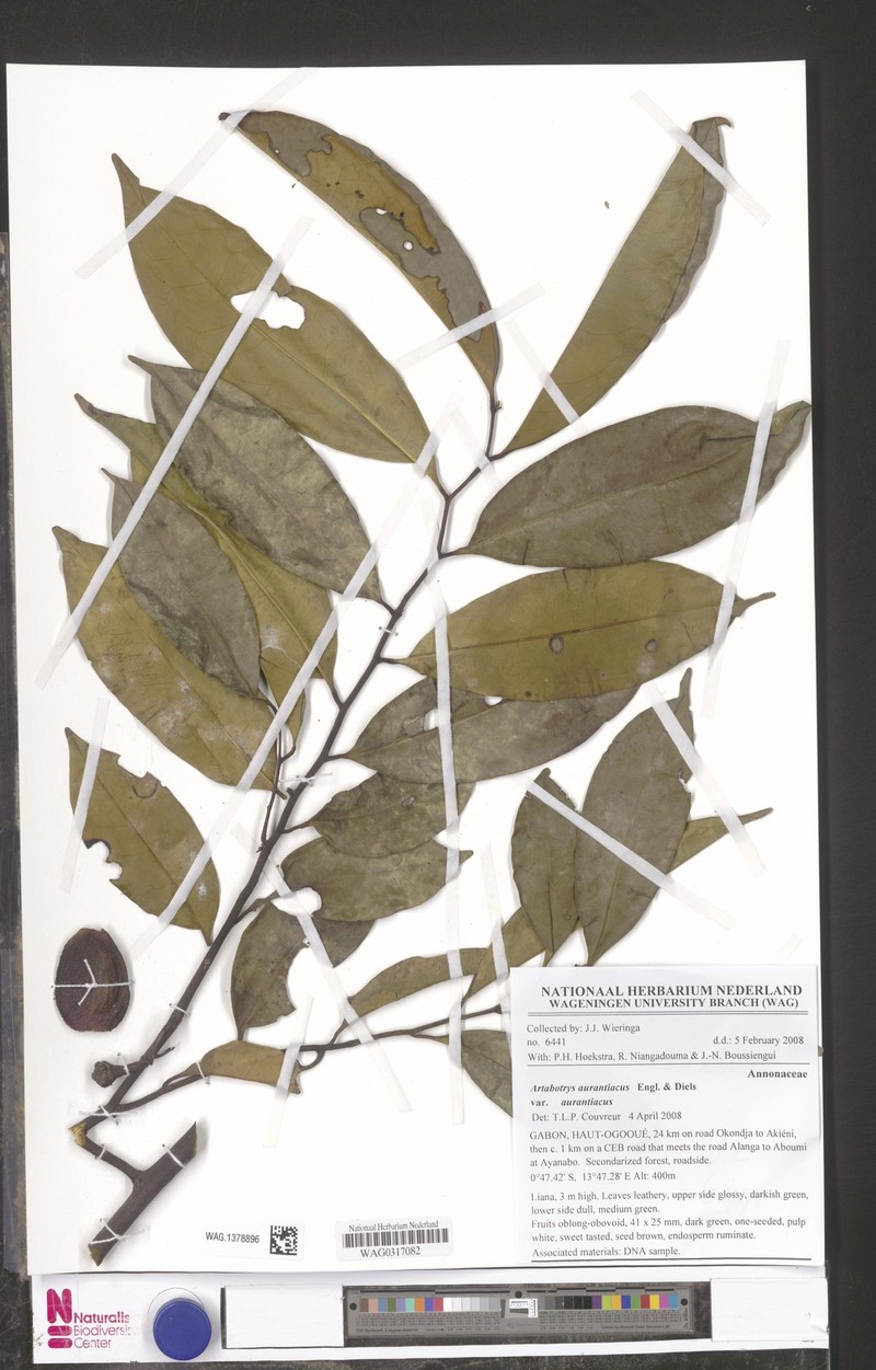 Artabotrys aurantiacus var. aurantiacus photo 3
